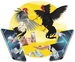 Sabung Ayam dan Hukum: Regulasi Terbaru yang Mengubah Industri